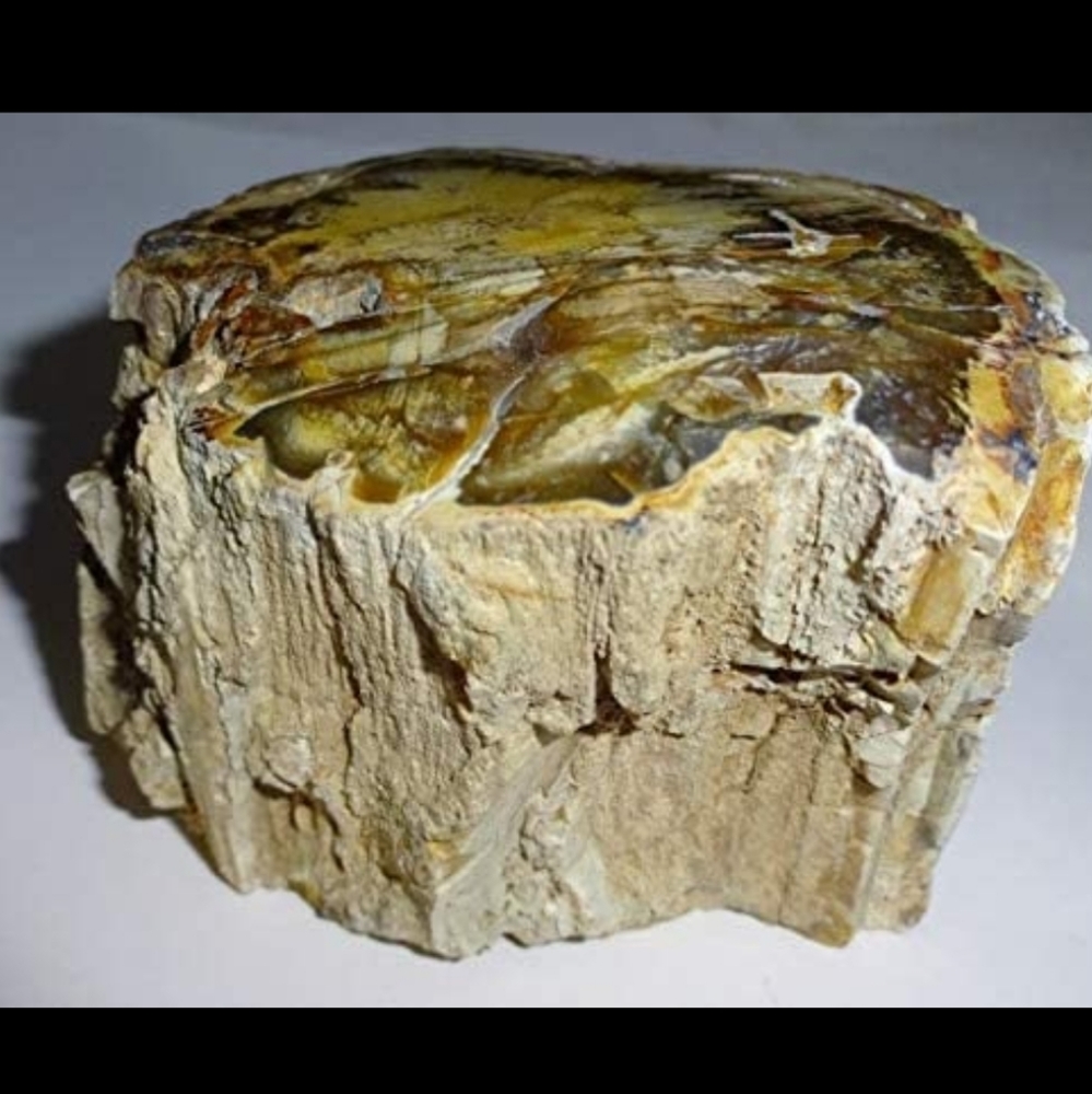 Petrified Fossilized Chunk Of Wood With Resin Fro… - image 1